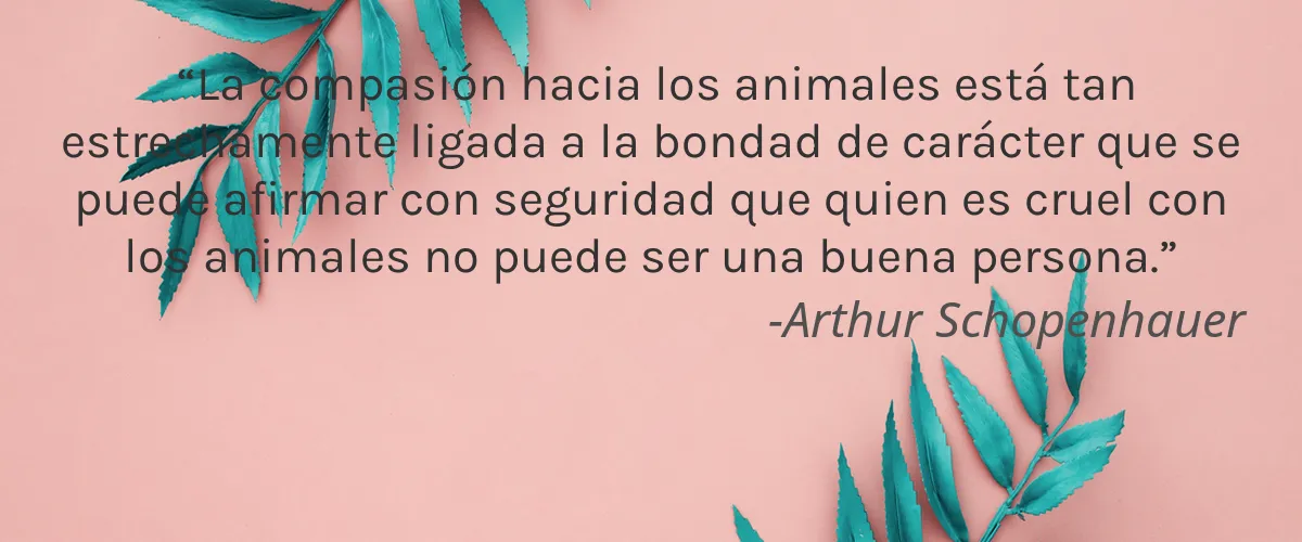 Cruelty Free Aesthetics Rx cita-Arthur Schopenhauer