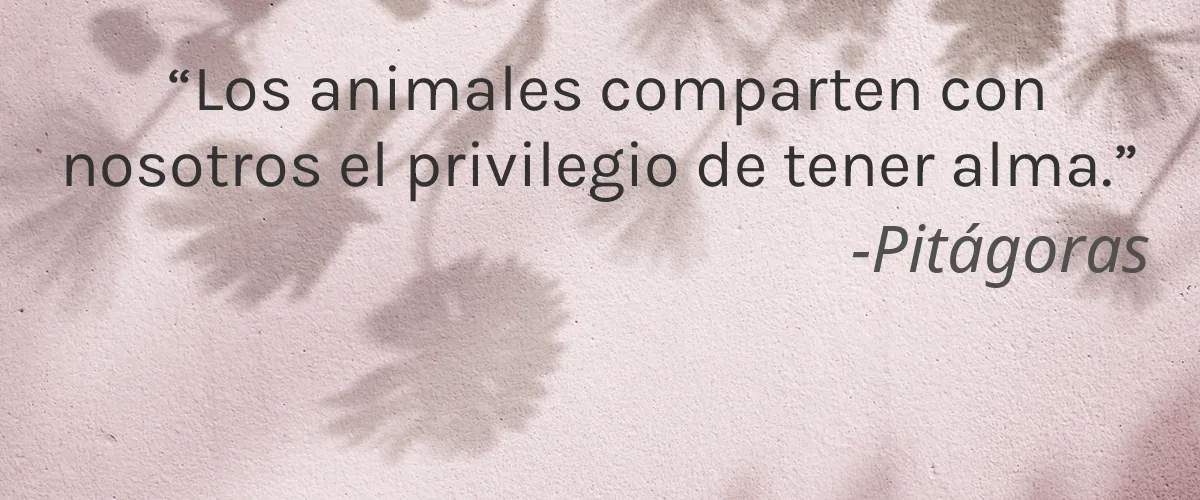 Alanna Naturally 4 Cruelty Free Alanna Naturally cita-Pitágoras