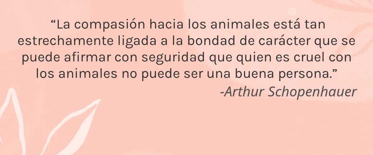 Band-Aid (Johnson & Johnson) 8 Cruelty Free Band-Aid (Johnson & Johnson) cita-Arthur Schopenhauer