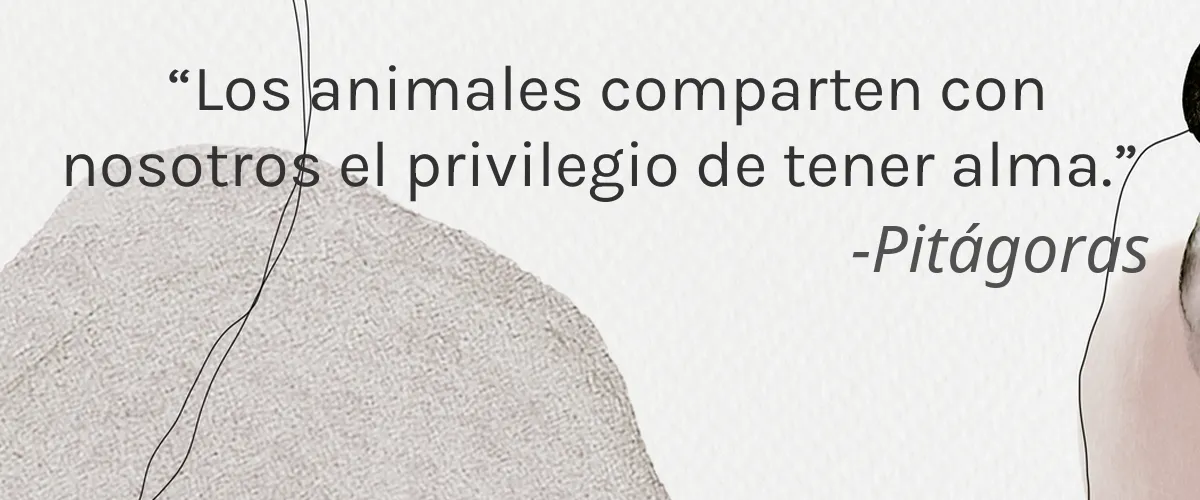 Barred Owl Creek 4 Cruelty Free Barred Owl Creek cita-Pitágoras