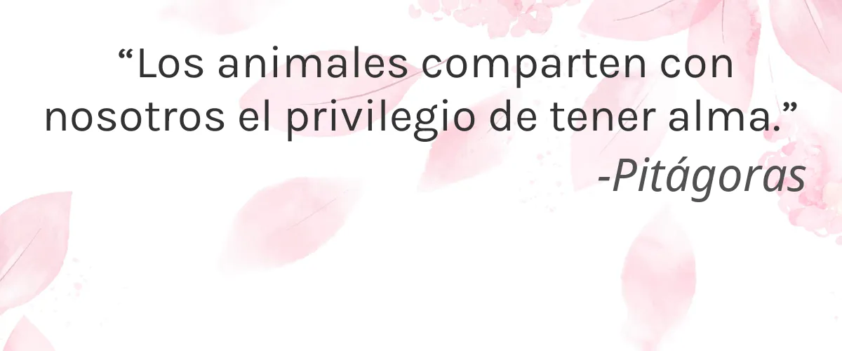 Beautaniq Beauty 4 Cruelty Free Beautaniq Beauty cita-Pitágoras