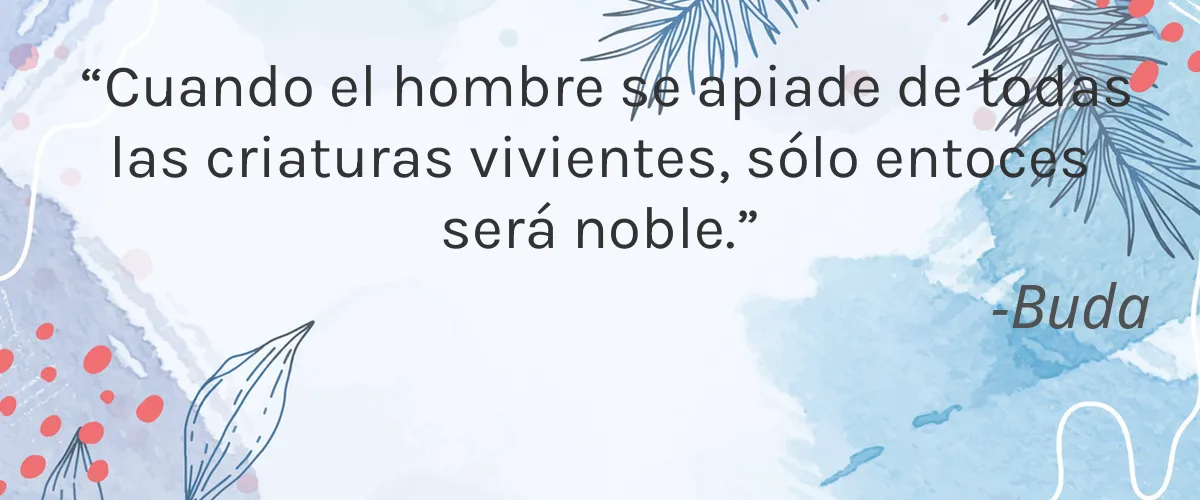 Belle Beauty 4 Cruelty Free Belle Beauty cita-Buda