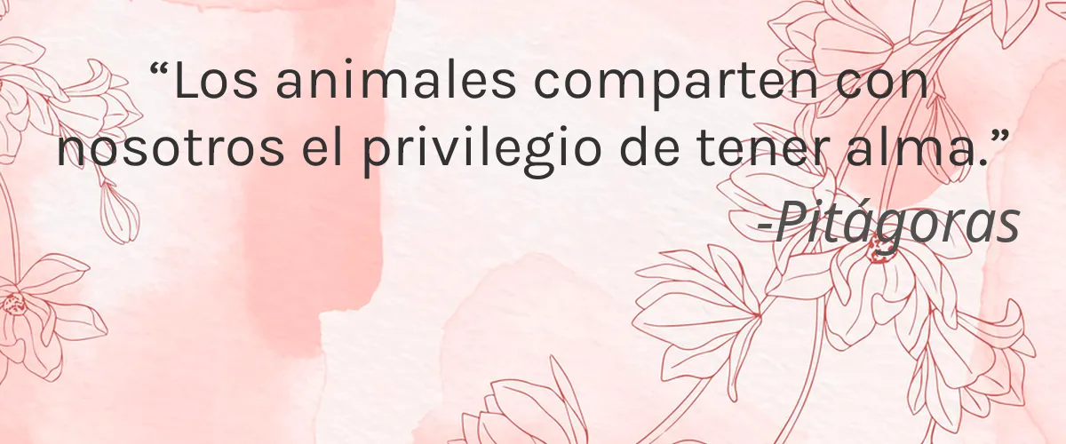 Biotop Professionals Products 4 Cruelty Free Biotop Professionals Products cita-Pitágoras