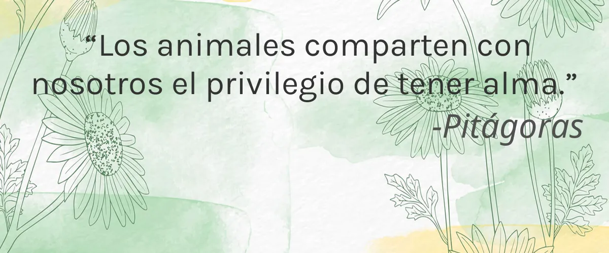 Cruelty Free Bonita Cosmetics cita-Pitágoras
