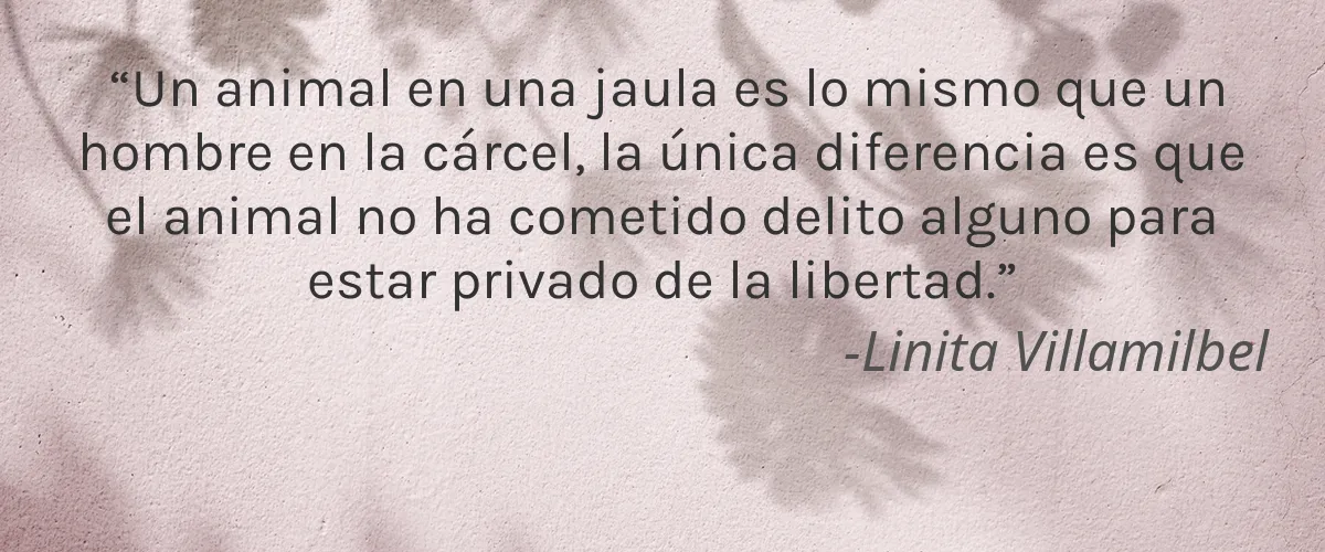 Braun (Procter & Gamble) 8 Cruelty Free Braun (Procter & Gamble) cita-Linita Villamilbel