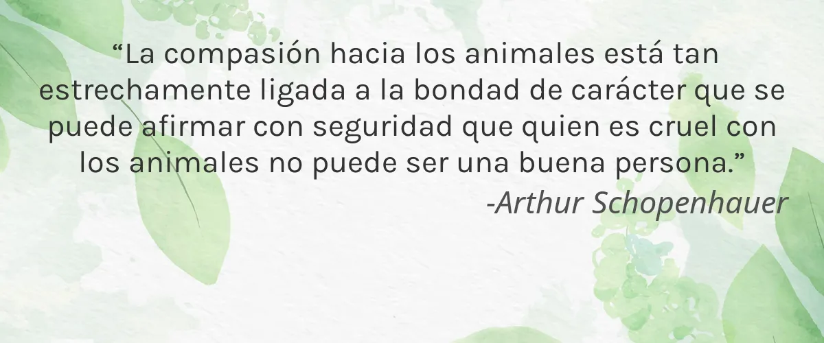 CelleClé 4 Cruelty Free CelleCle cita-Arthur Schopenhauer