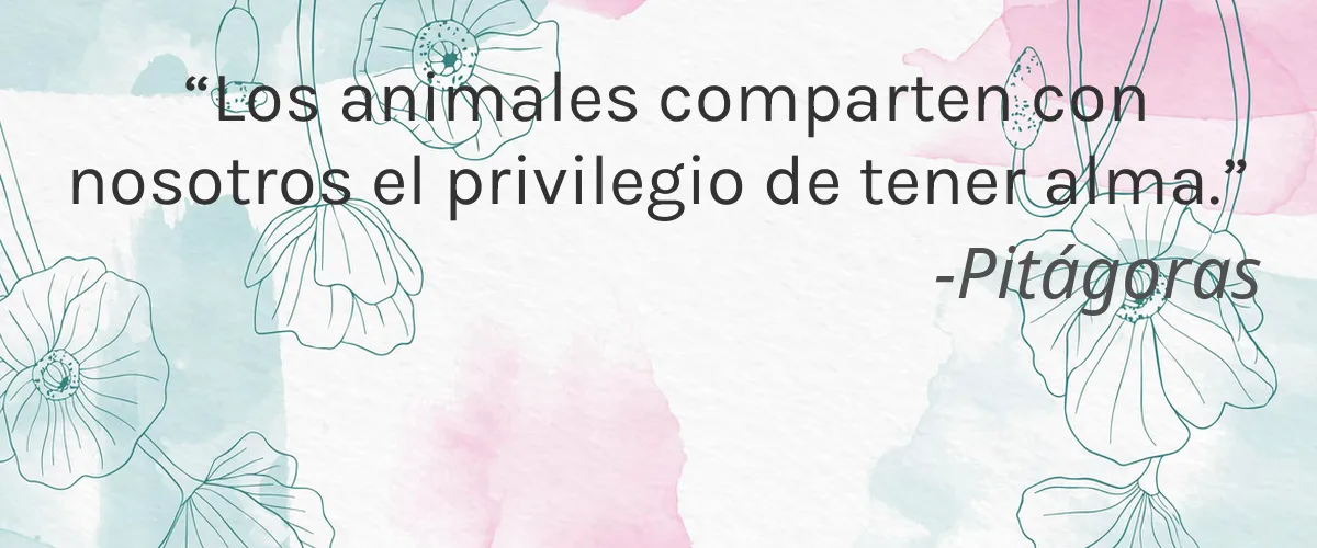 Color Me Shade 4 Cruelty Free Color Me Shade cita-Pitágoras