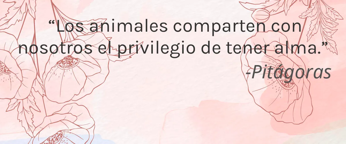 De Vermalle 4 Cruelty Free De Vermalle cita-Pitágoras