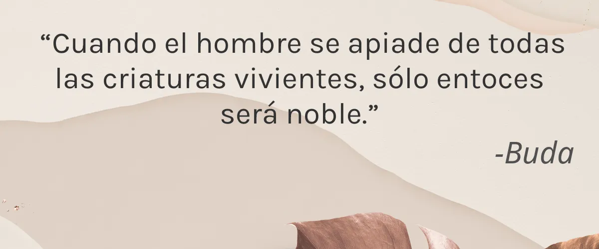 Del Sol 4 Cruelty Free Del Sol cita-Buda