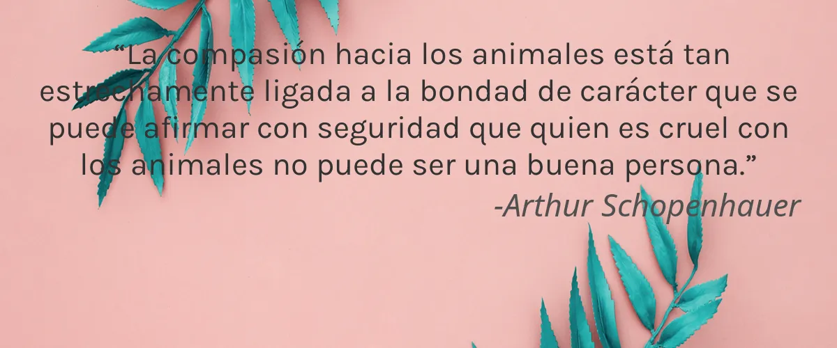 Dermablend 4 Cruelty Free Dermablend cita-Arthur Schopenhauer