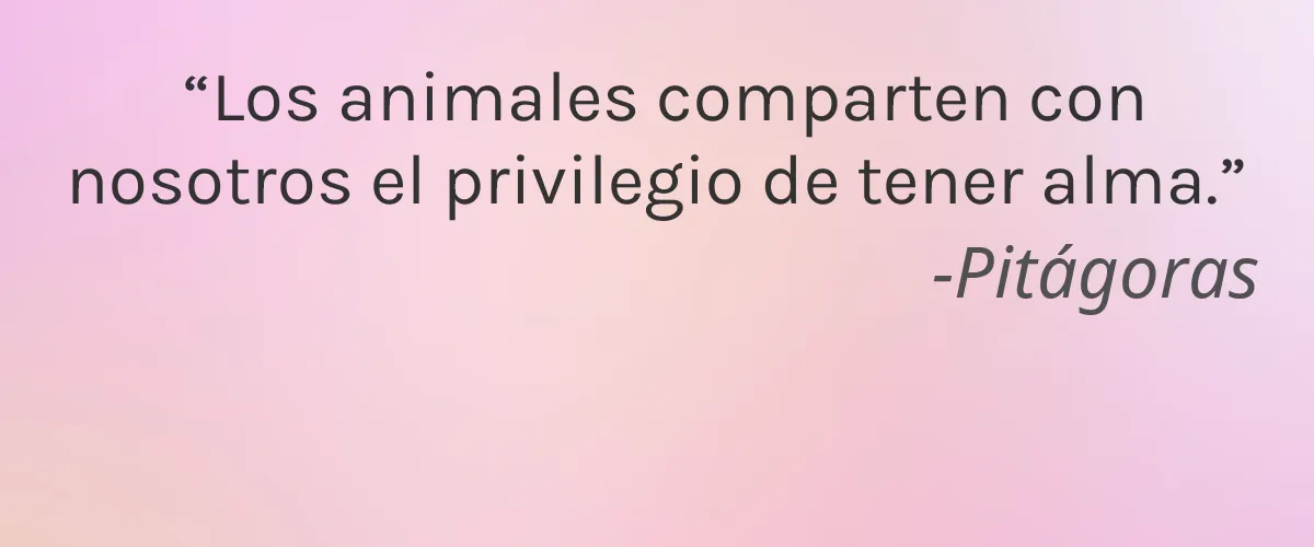 Douces Angevines 4 Cruelty Free Douces Angevines cita-Pitágoras