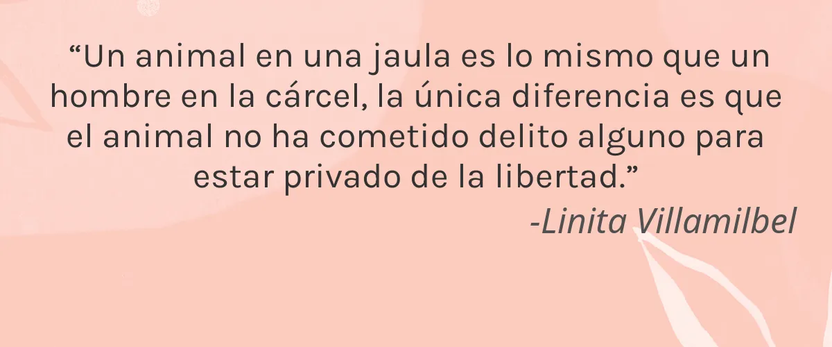 Cruelty Free Essence Nail Studio cita-Linita Villamilbel