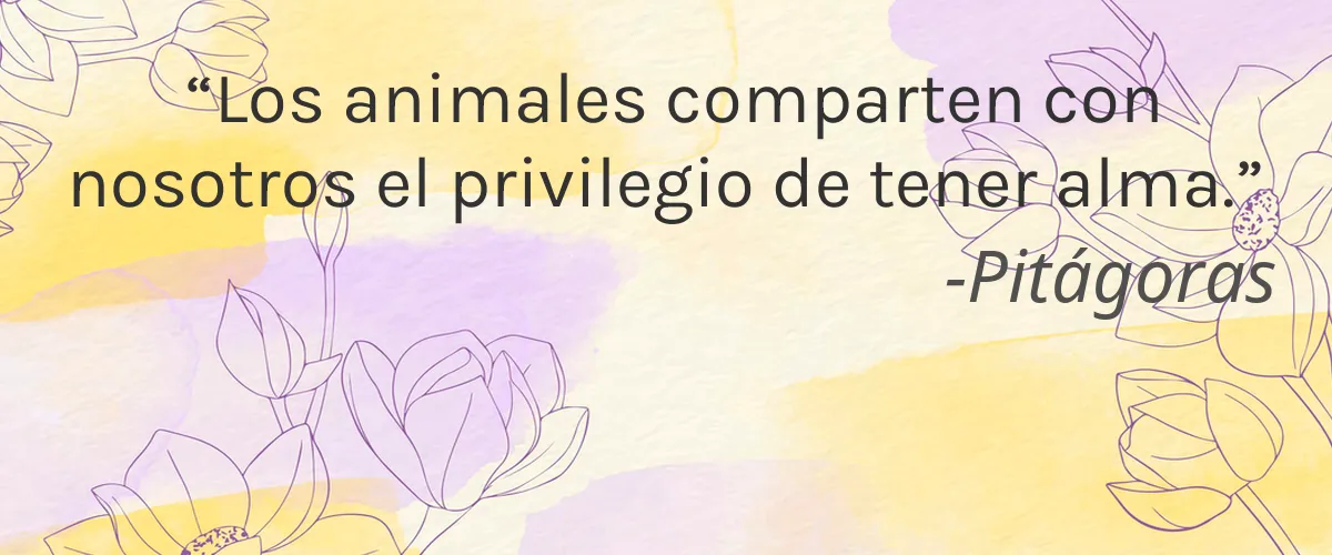 Cruelty Free Eu'Genia Shea cita-Pitágoras