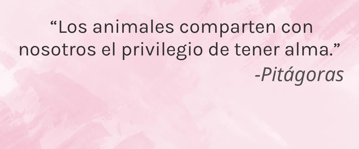 Every Body Ltd. 4 Cruelty Free Every Body Ltd. cita-Pitágoras