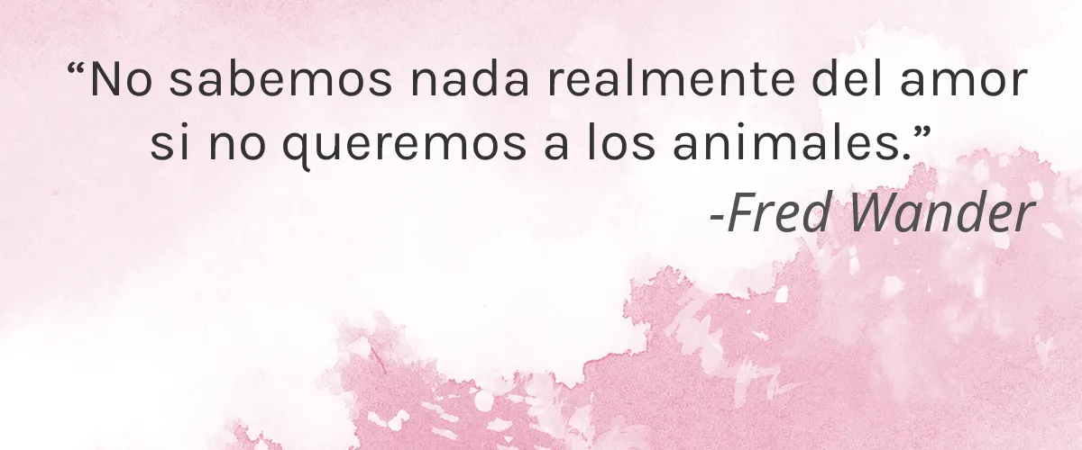 FACES OF FEY 4 Cruelty Free FACES OF FEY cita-Fred Wander