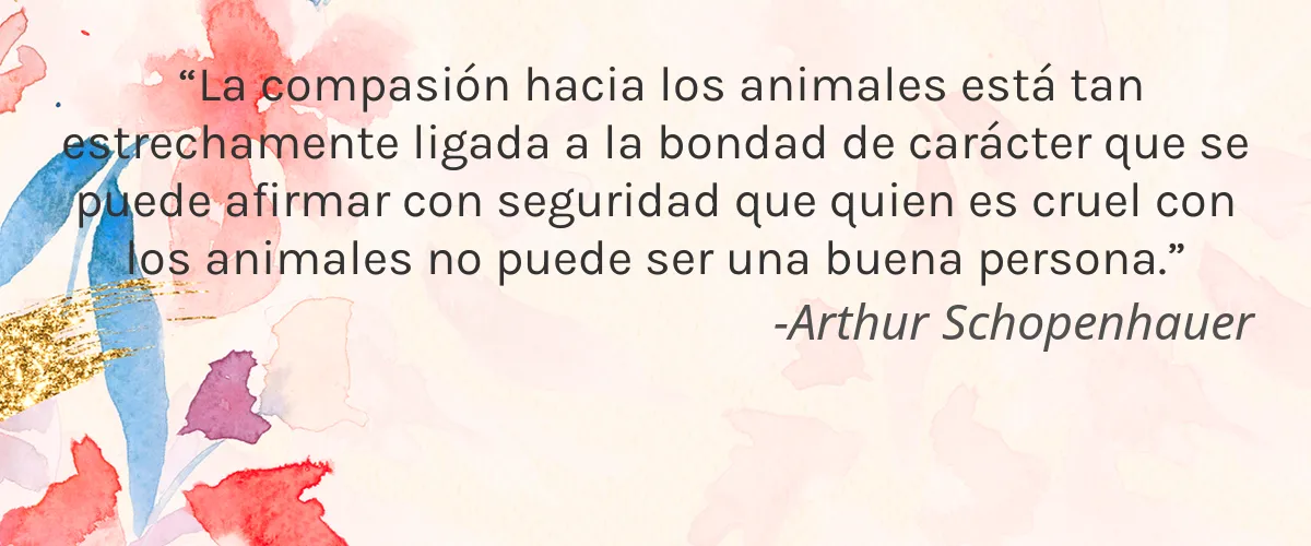 Flying with Air 4 Cruelty Free Flying with Air cita-Arthur Schopenhauer