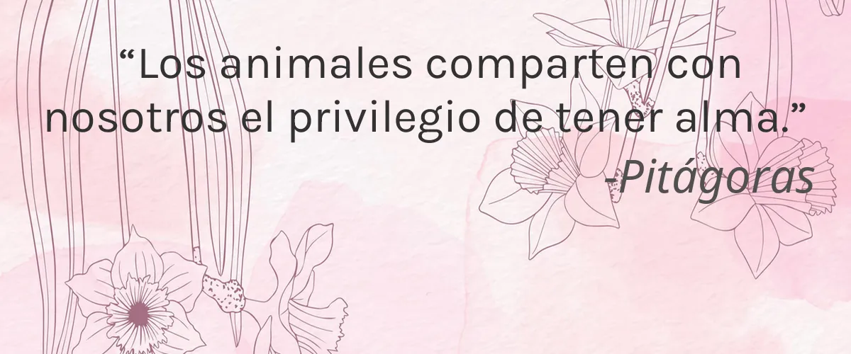 Forage Soaps 4 Cruelty Free Forage Soaps cita-Pitágoras