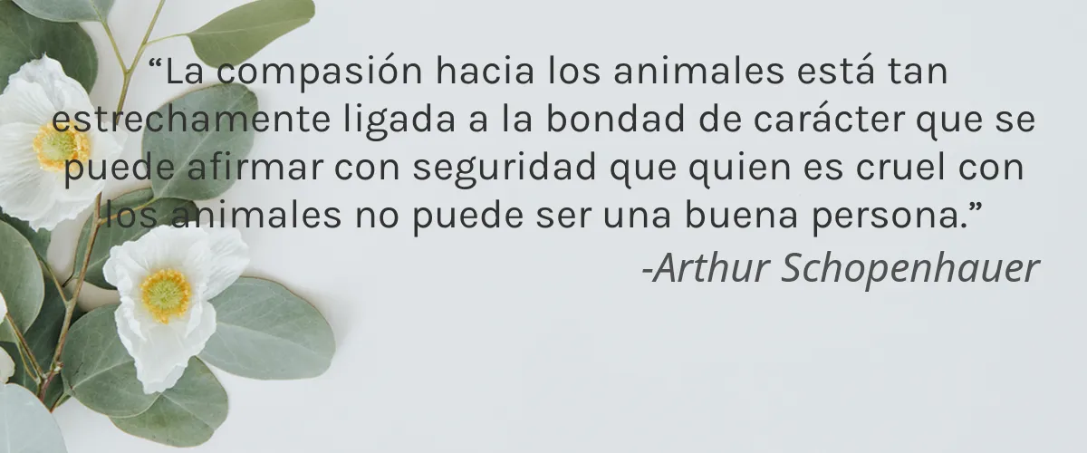 Ginga 4 Cruelty Free Ginga cita-Arthur Schopenhauer