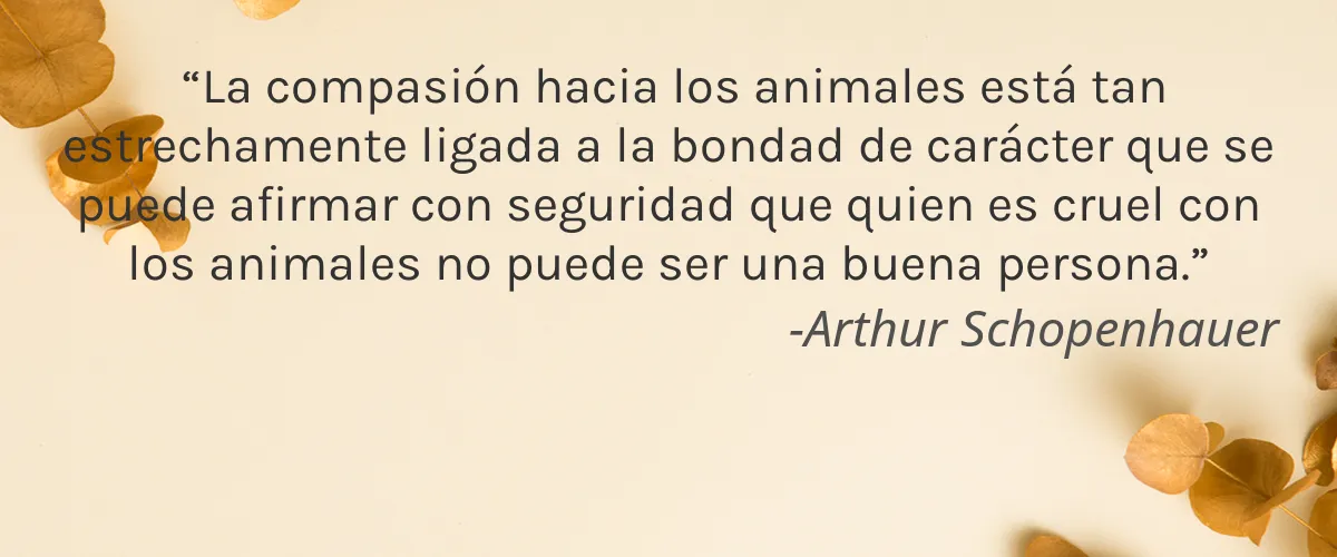 GrupoBoticário 4 Cruelty Free GrupoBoticario cita-Arthur Schopenhauer