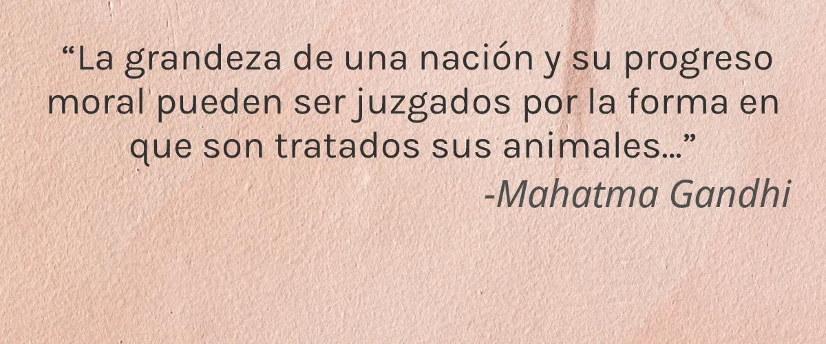 HALCYON 4 Cruelty Free HALCYON cita-Mahatma Gandhi