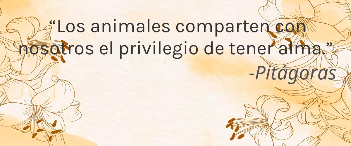 Hempme 4 Cruelty Free Hempme cita-Pitágoras