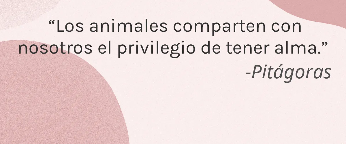 HIDDN & Co. 4 Cruelty Free HIDDN & Co. cita-Pitágoras