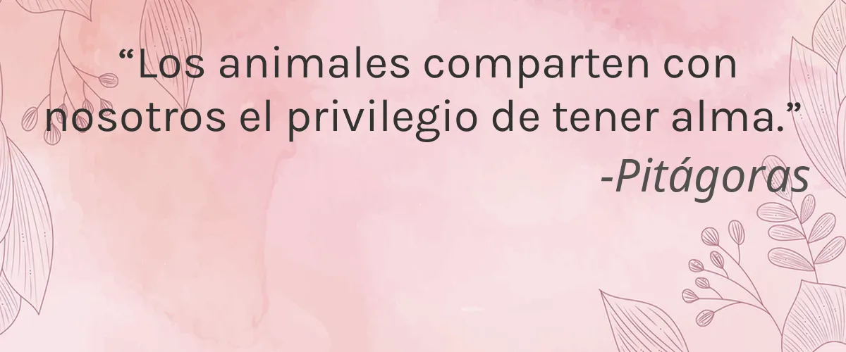 Cruelty Free ishonest cita-Pitágoras
