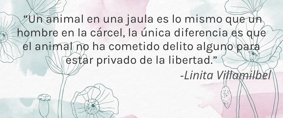 Izzy Beauty 4 Cruelty Free Izzy Beauty cita-Linita Villamilbel