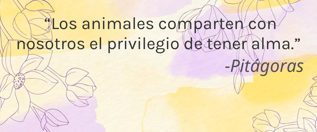 KAT Lash 4 Cruelty Free KAT Lash cita-Pitágoras