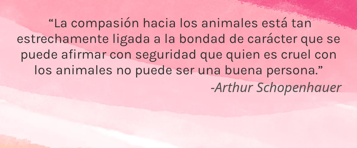Koba Skincare Limited 4 Cruelty Free Koba Skincare Limited cita-Arthur Schopenhauer