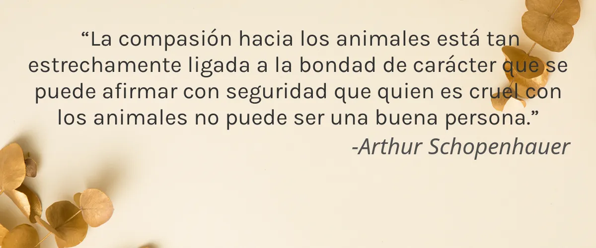 KORIGIN CO 4 Cruelty Free KORIGIN CO cita-Arthur Schopenhauer