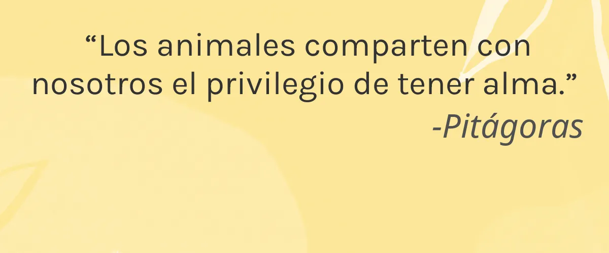 Kurlee Belle 4 Cruelty Free Kurlee Belle cita-Pitágoras