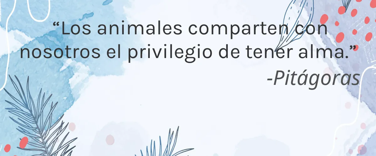 Cruelty Free KYUSHI cita-Pitágoras