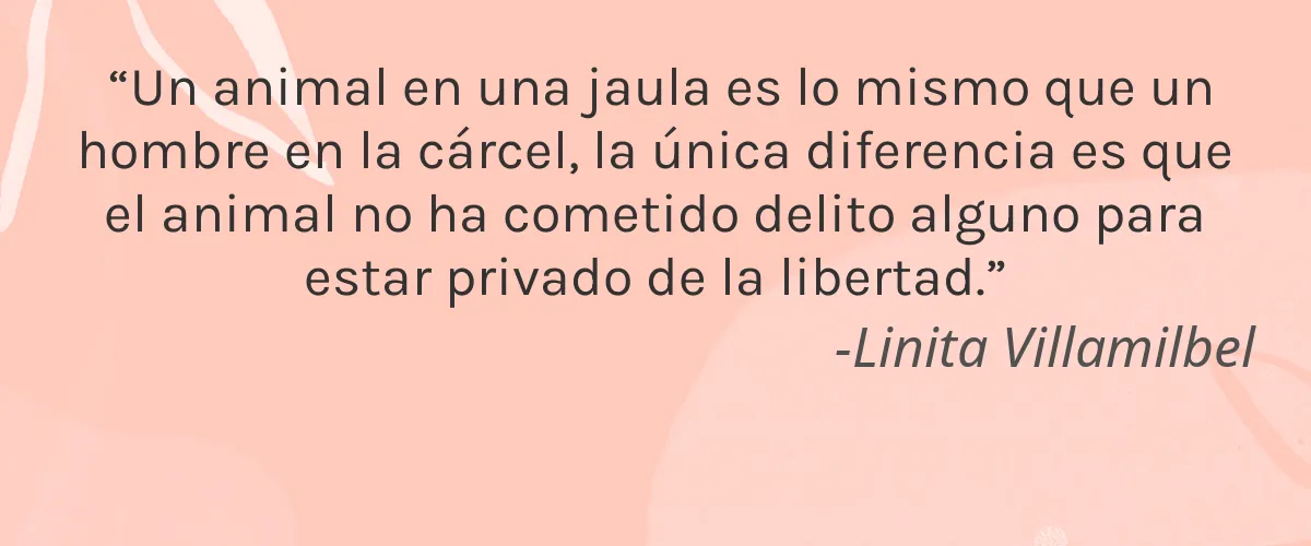 Cruelty Free LimeLife by Alcone cita-Linita Villamilbel