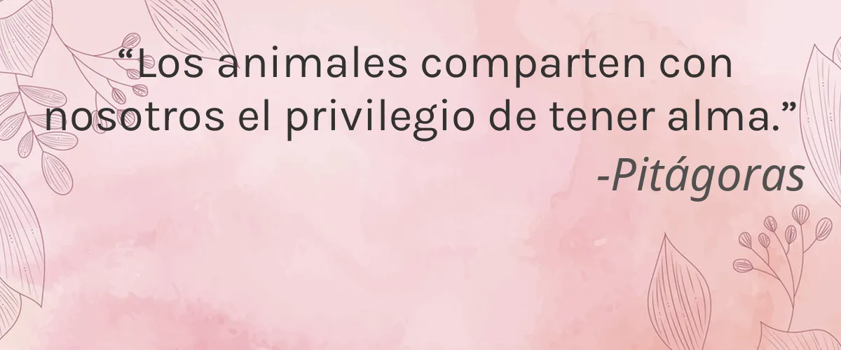 Little Rabbit 4 Cruelty Free Little Rabbit cita-Pitágoras