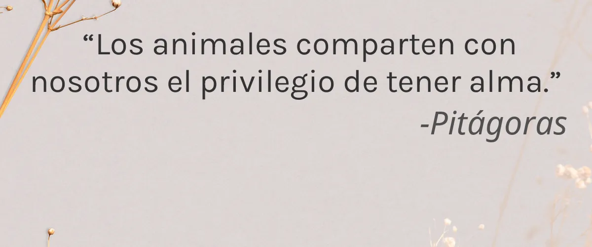 M3K Beauty 4 Cruelty Free M3K Beauty cita-Pitágoras
