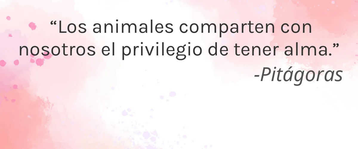 Mamaway One Co., ltd 4 Cruelty Free Mamaway One Co., ltd cita-Pitágoras