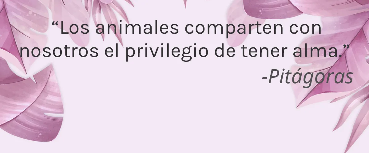 Medio Patel 5 Cruelty Free Medio Patel cita-Pitágoras