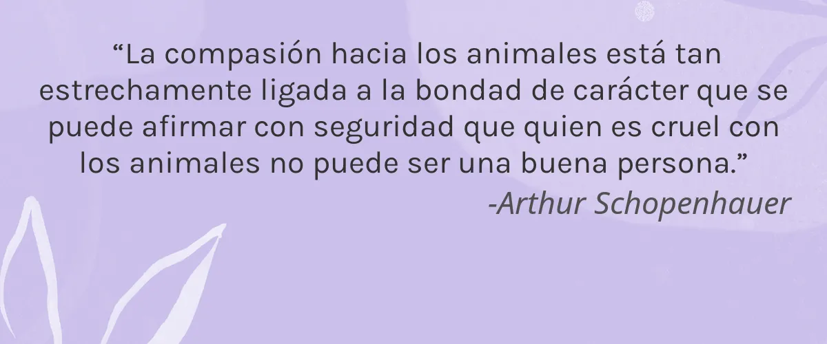 mem Cosméticos 4 Cruelty Free mem Cosmeticos cita-Arthur Schopenhauer