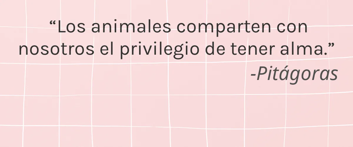 Montes Botanicals 4 Cruelty Free Montes Botanicals cita-Pitágoras