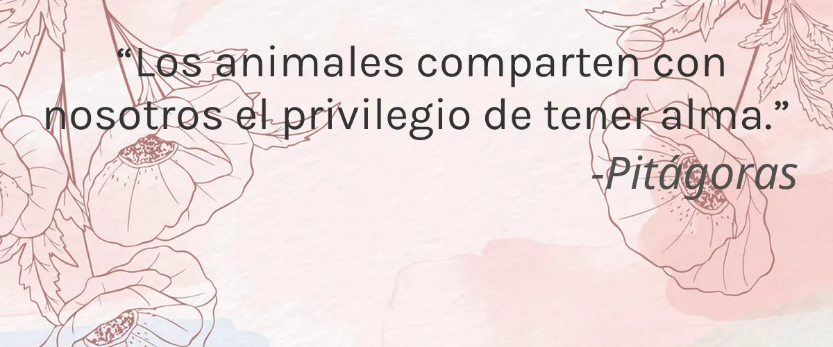 Moodiez 4 Cruelty Free Moodiez cita-Pitágoras