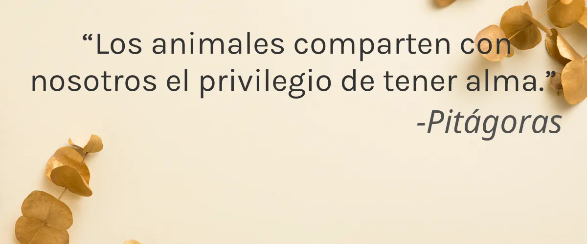 Naturally Be-Youthiful 4 Cruelty Free Naturally Be-Youthiful cita-Pitágoras