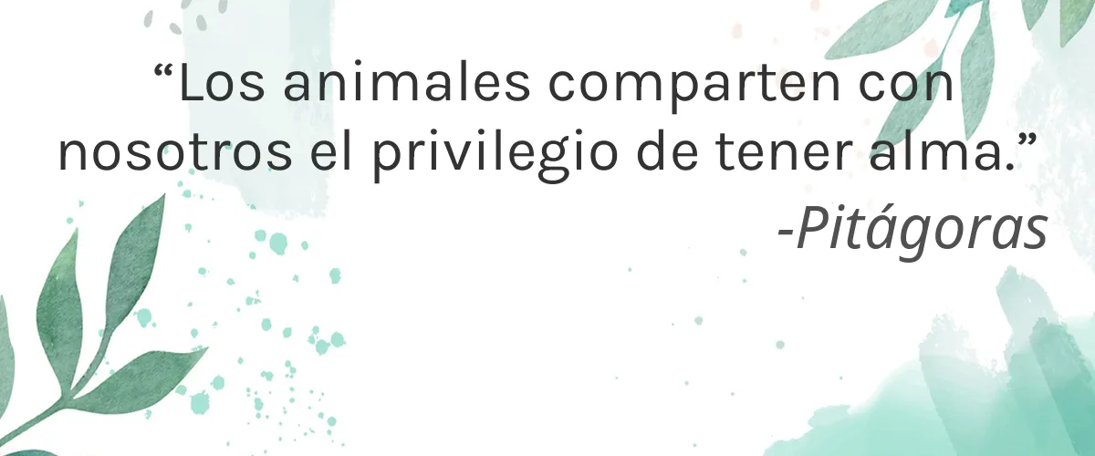 Nzuri Organics 4 Cruelty Free Nzuri Organics cita-Pitágoras