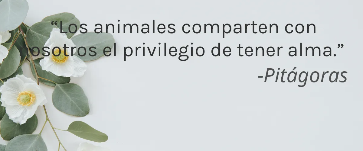 Paper Cosmetics 4 Cruelty Free Paper Cosmetics cita-Pitágoras