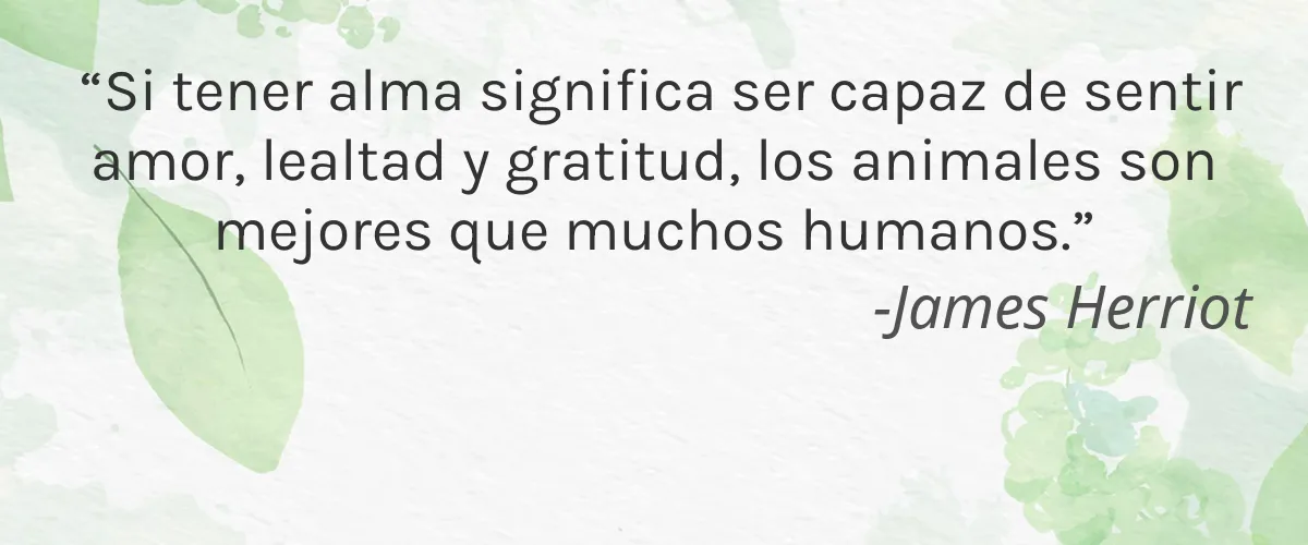 PINROSE 4 Cruelty Free PINROSE cita-James Herriot