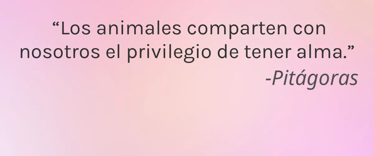 Popwhite 4 Cruelty Free Popwhite cita-Pitágoras