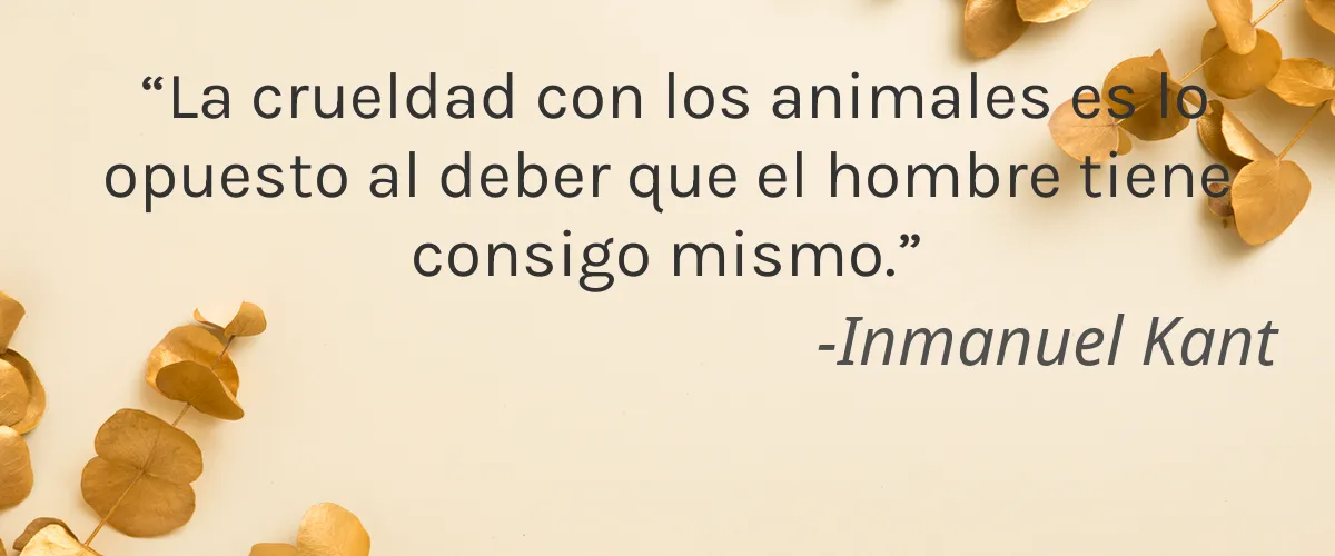 Puffs (Procter & Gamble) 8 Cruelty Free Puffs (Procter & Gamble) cita-Inmanuel Kant