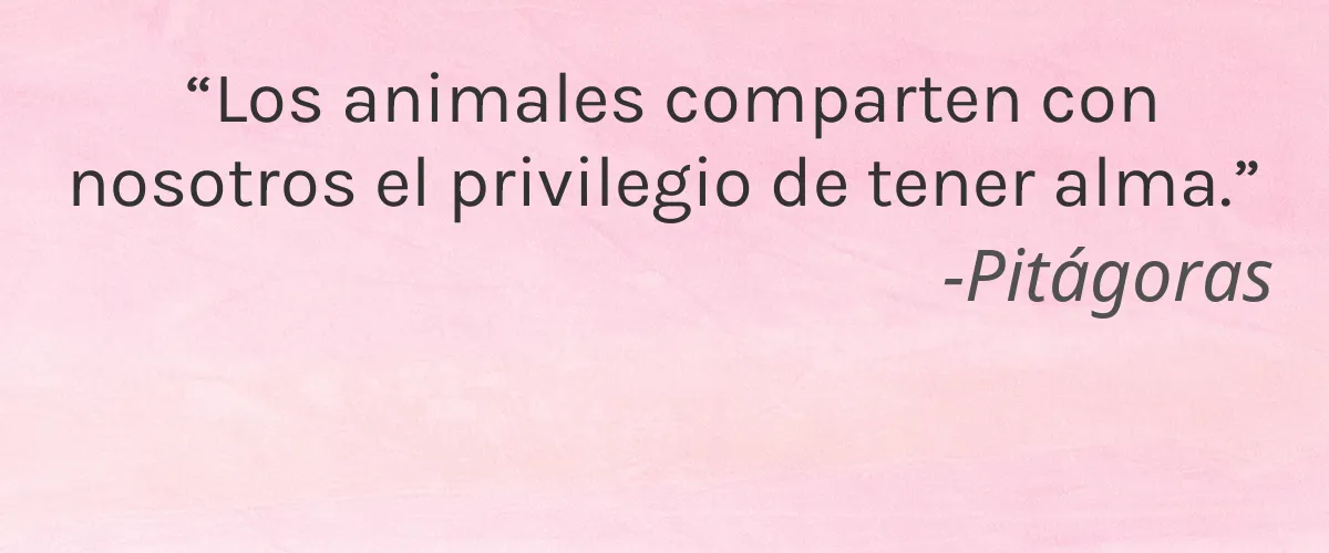 Simple Alchemy Co 4 Cruelty Free Simple Alchemy Co cita-Pitágoras