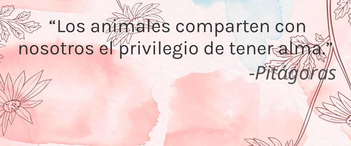 Skyn Organic 4 Cruelty Free Skyn Organic cita-Pitágoras