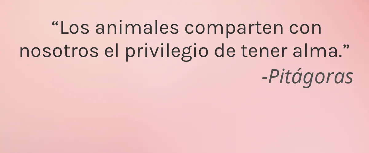 Smyle 4 Cruelty Free Smyle cita-Pitágoras